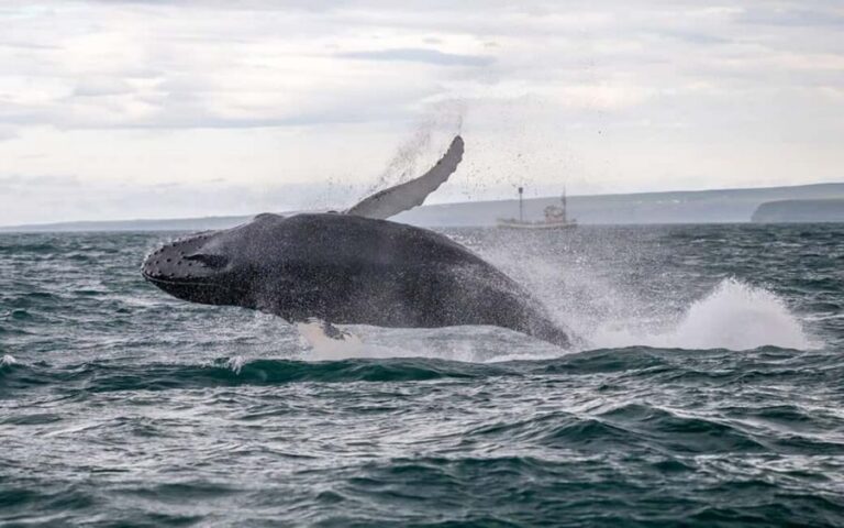 Húsavík: Family-Run and Guided Whale Watching Tour