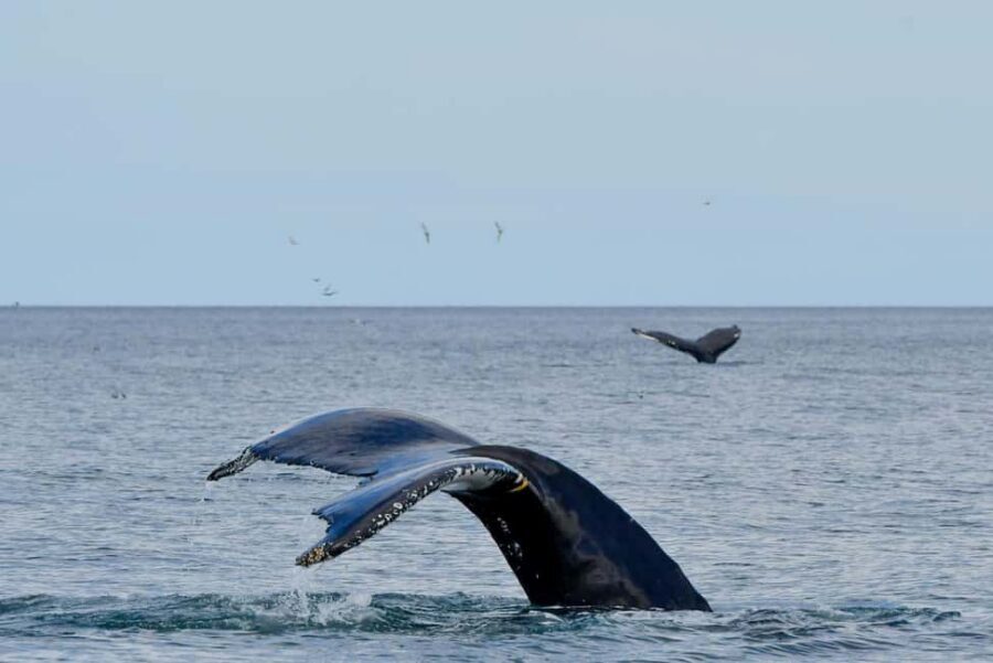 Húsavík: Family-Run and Guided Whale Watching Tour - Value for $84: What You Get vs. What You’ll Need to Add