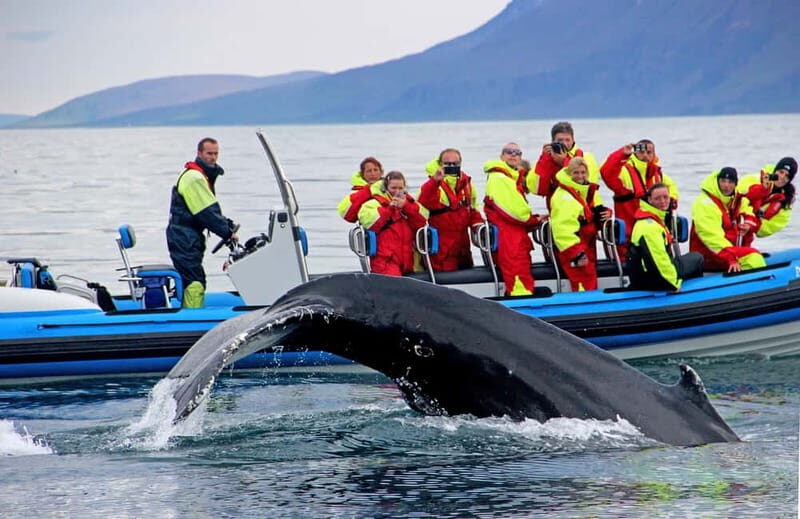Húsavík: Original Big Whale Safari & Puffins by Speedboat - Key highlights that matter
