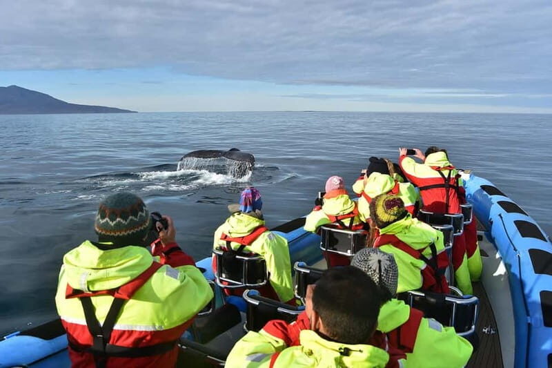Húsavík: Original Big Whale Safari & Puffins by Speedboat - Practical tips to get the best day on the water