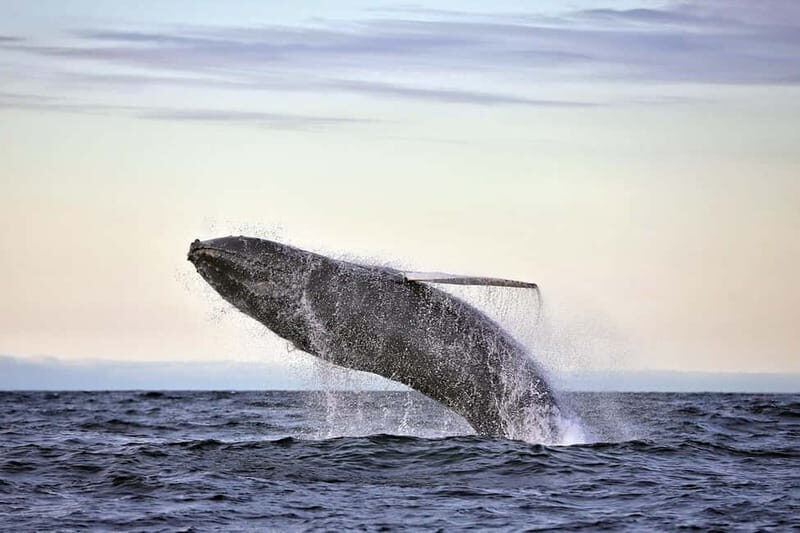 Húsavík: Original Big Whale Safari & Puffins by Speedboat - Why Húsavík’s RIB safari is built for big whales