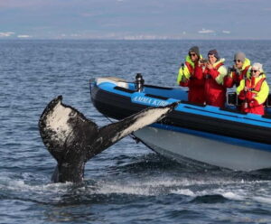 Húsavík: Original Big Whale Safari & Puffins by Speedboat - Puffin Island stop: Clowns of the Ocean, in-season