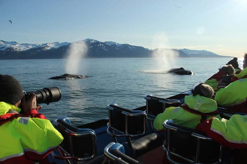 Húsavík: Original Big Whale Safari & Puffins by Speedboat - Skjálfandi Bay: dolphins, marine life, and the hunt for whales