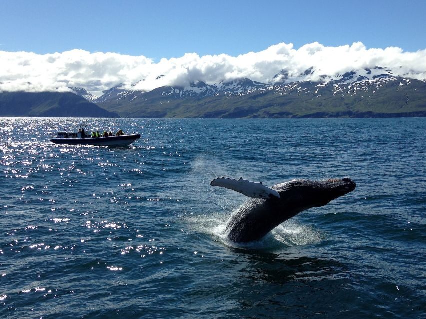 Húsavík: Original Big Whale Safari & Puffins by Speedboat - The boat experience: spacious RIB, small groups, and smoother viewing