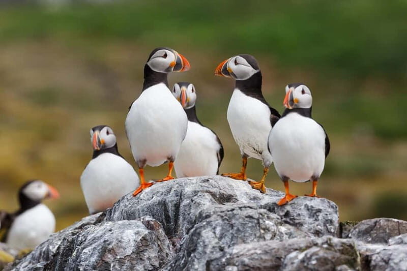 Húsavík: Original Big Whale Safari & Puffins by Speedboat - What the guides do (and why their names keep showing up)