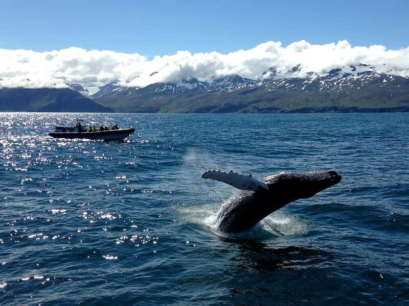 Húsavík: Original Big Whale Safari & Puffins by Speedboat - Price and value: is $159 worth it?