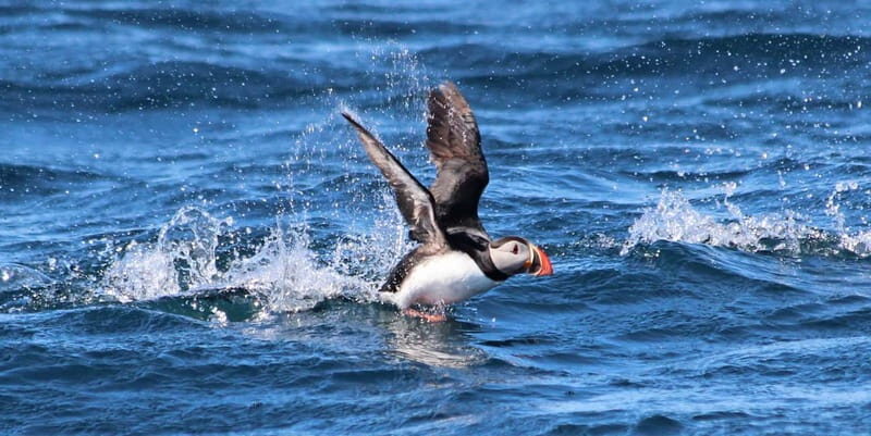Húsavík: Original Big Whale Safari & Puffins by Speedboat - Who should book this Húsavík tour, and who should skip it