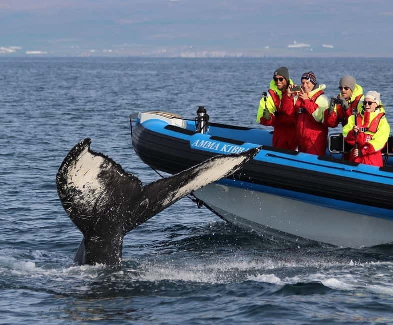 Húsavík: Original Big Whale Safari & Puffins by Speedboat - Puffin Island stop: Clowns of the Ocean, in-season
