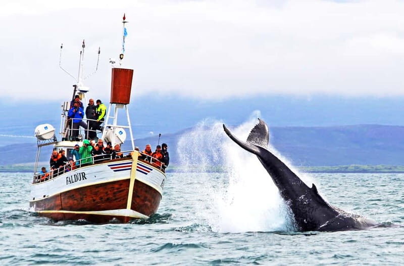 Húsavík: Traditional Whale Watching by Local Family Company - Key points