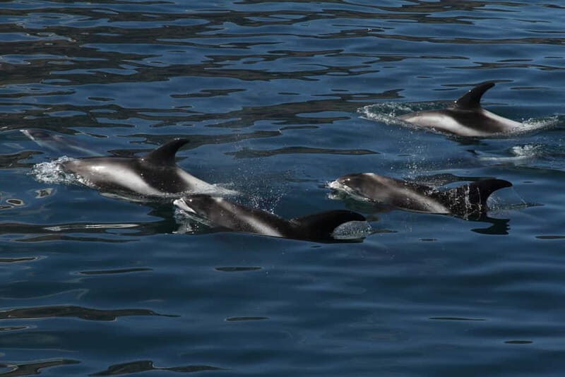 Húsavík: Traditional Whale Watching by Local Family Company - Practical Tips Before You Go