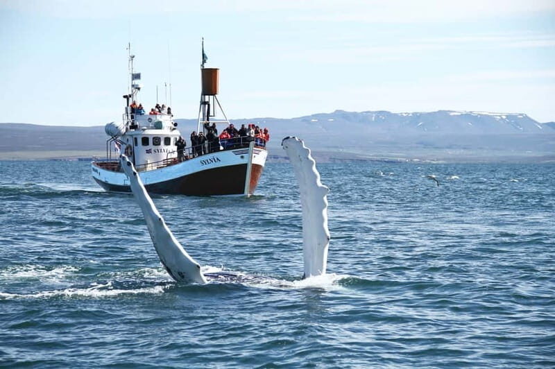 Húsavík: Traditional Whale Watching by Local Family Company - Skjálfandi Bay Is the Star of Húsavík Whale Watching