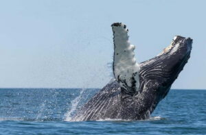 Húsavík: Traditional Whale Watching by Local Family Company - The Gentle Giants Boat Experience: Traditional Oak, Real Focus