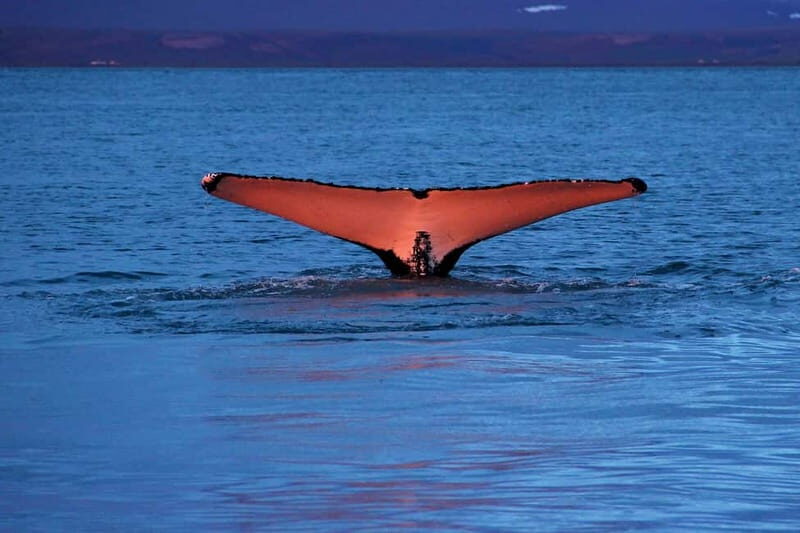 Húsavík: Traditional Whale Watching by Local Family Company - From Ticket Center to the Water: How the 3 Hours Unfold