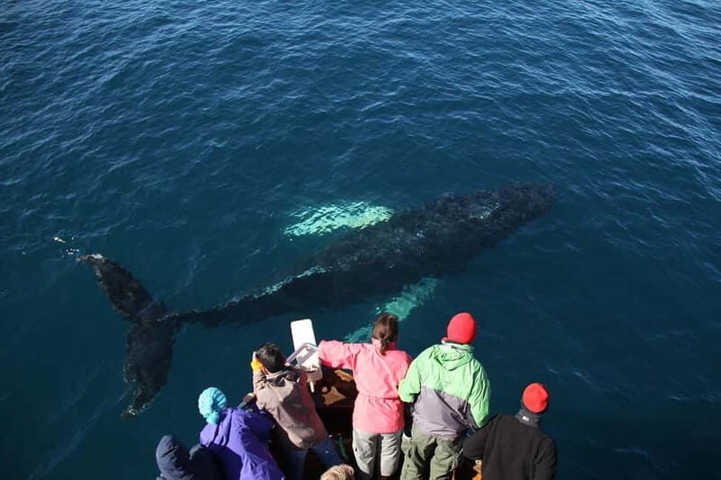 Húsavík: Traditional Whale Watching by Local Family Company - What You Actually Wear Matters More Than You Think
