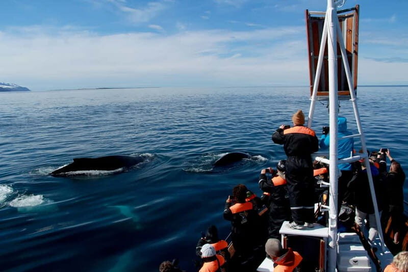 Húsavík: Traditional Whale Watching by Local Family Company - Guides Who Keep Whale Spotting Focused (and Fun)