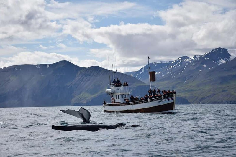Húsavík: Traditional Whale Watching by Local Family Company - Wildlife Odds: Humpbacks, Blue Whales, and the Unpredictable Part