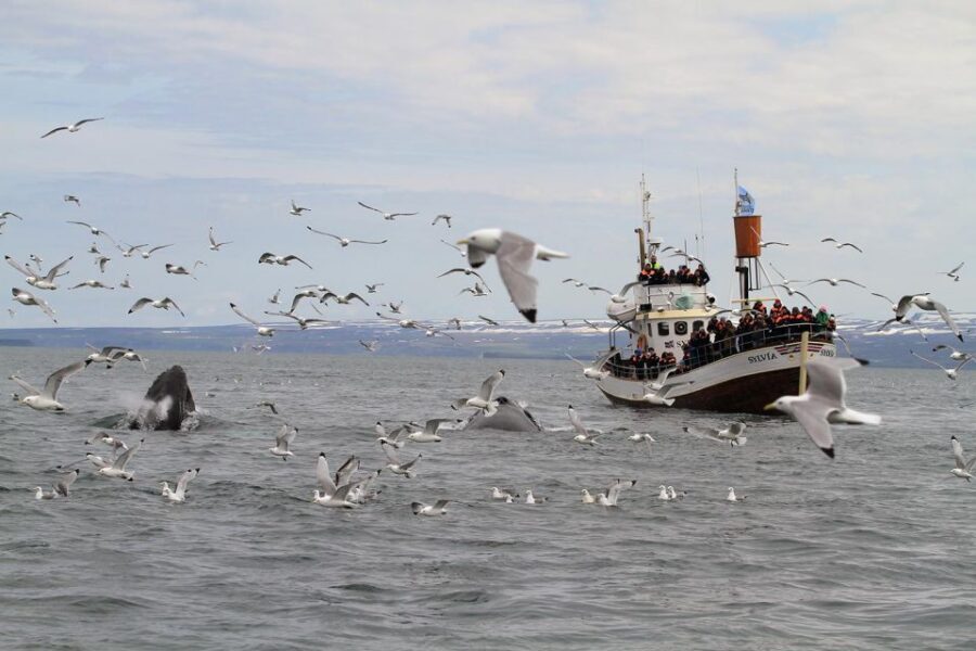 Húsavík: Traditional Whale Watching by Local Family Company - Price and Value: Is $91 Worth It?