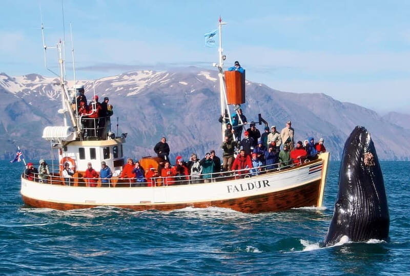 Húsavík: Traditional Whale Watching by Local Family Company - Who This Tour Fits Best (and Who Might Hesitate)