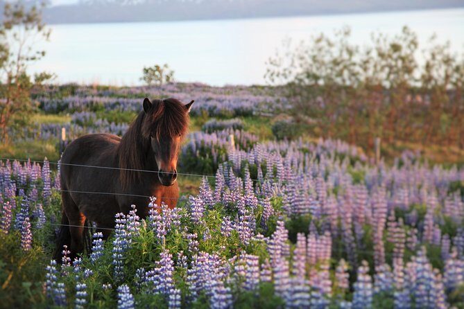 Húsavík walking tour - Price and value: why $23 makes sense for a guided stroll