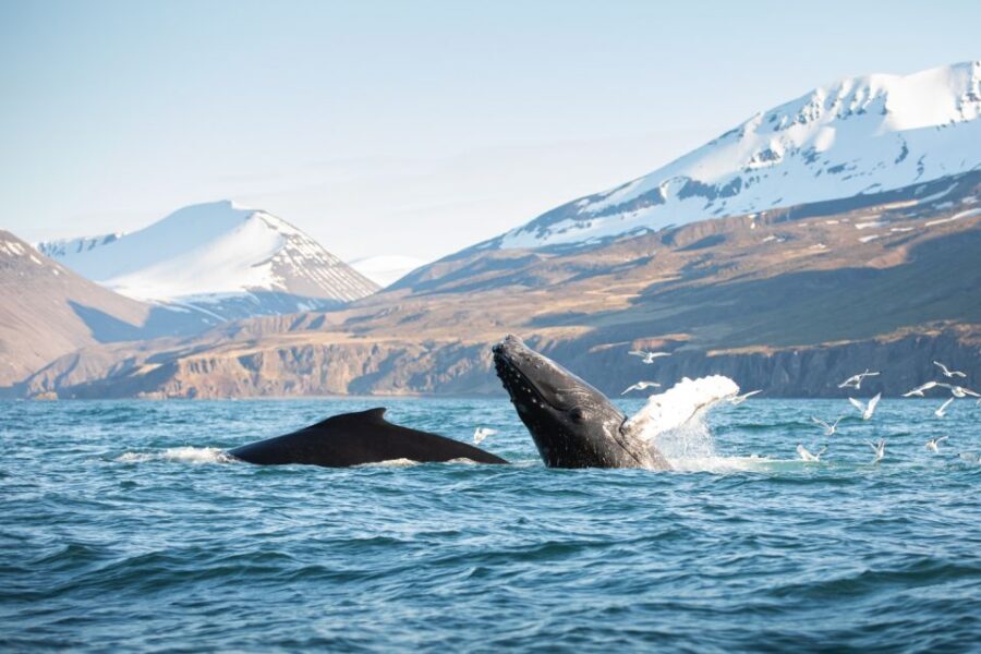 Húsavík: Whale-Watching Cruise and Puffins Guided Tour - Key Reasons This Tour Works in Húsavík