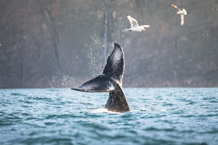 Húsavík: Whale-Watching Cruise and Puffins Guided Tour - Practical Tips So Your Day Doesn’t Feel Miserable