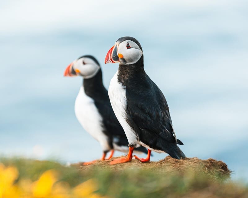 Húsavík: Whale-Watching Cruise and Puffins Guided Tour - Setting Off From Húsavík’s North Sailing Office
