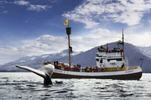 Húsavík: Whale-Watching Cruise and Puffins Guided Tour - What the 3 to 3.5 Hour Timing Feels Like on the Water