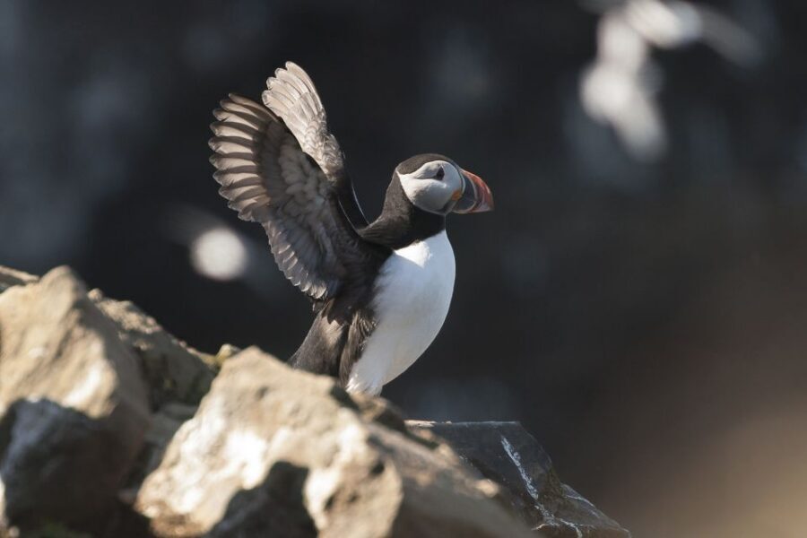 Húsavík: Whale-Watching Cruise and Puffins Guided Tour - Traditional Oak Boat Sailing: Stable, Scenic, and Wind-Real