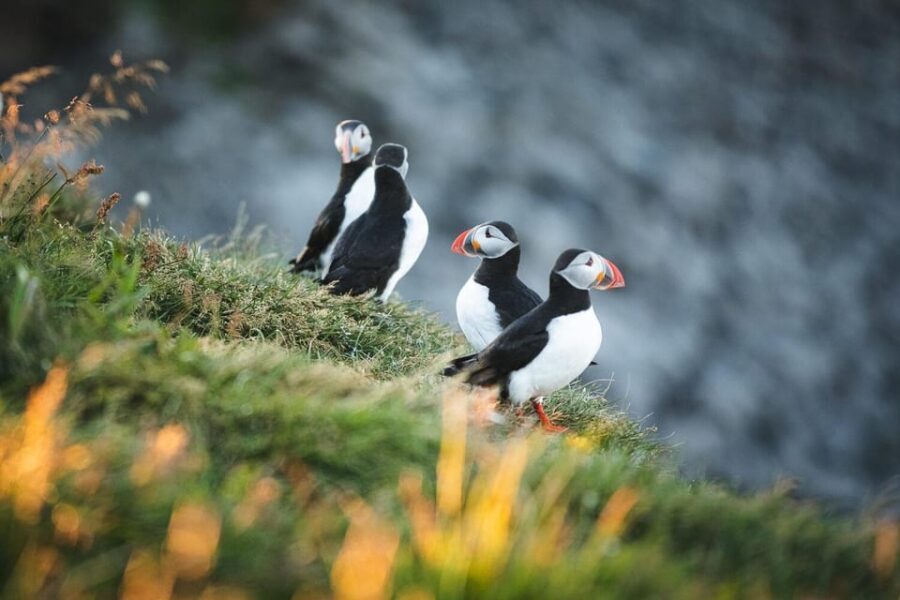 Húsavík: Whale-Watching Cruise and Puffins Guided Tour - Puffin Island and the Reality of Spotting Puffins From Sea Level