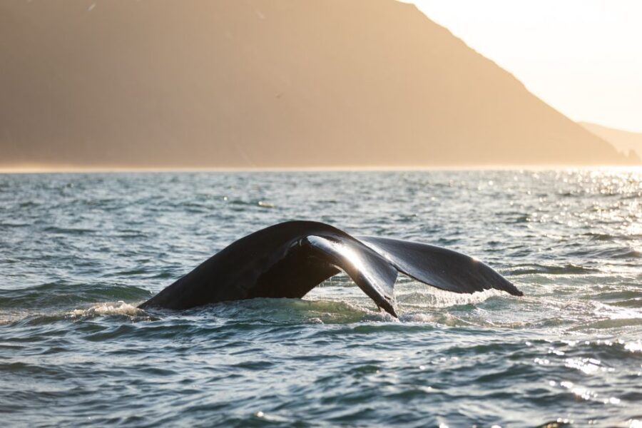Húsavík: Whale-Watching Cruise and Puffins Guided Tour - Hot Chocolate and Cinnamon Buns: The Best Part of Coming In Cold