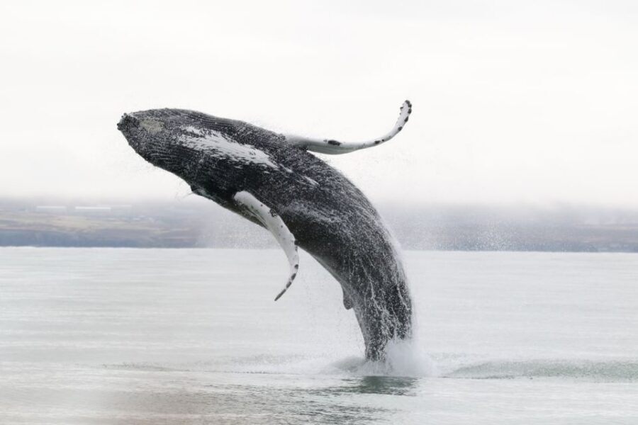 Húsavík: Whale-Watching Cruise and Puffins Guided Tour - What the Guides Add (Beyond Just Spotting Wildlife)