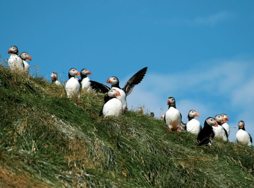 Húsavík: Whale-Watching Cruise and Puffins Guided Tour - Value for Money: Is $135 Worth It?