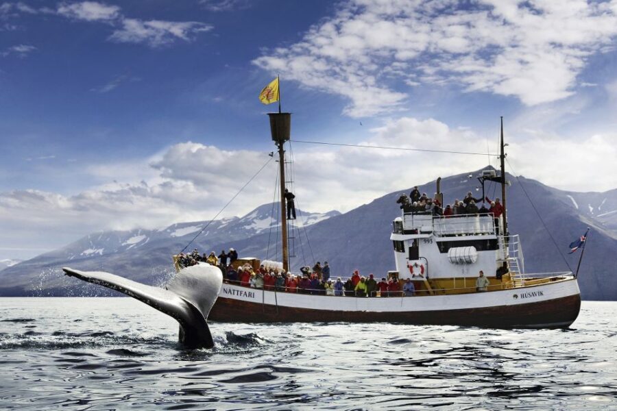 Húsavík: Whale-Watching Cruise and Puffins Guided Tour - What the 3 to 3.5 Hour Timing Feels Like on the Water