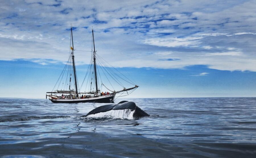 Husavik: Whale Watching on a Carbon Neutral Oak Boat - Key highlights you’ll care about