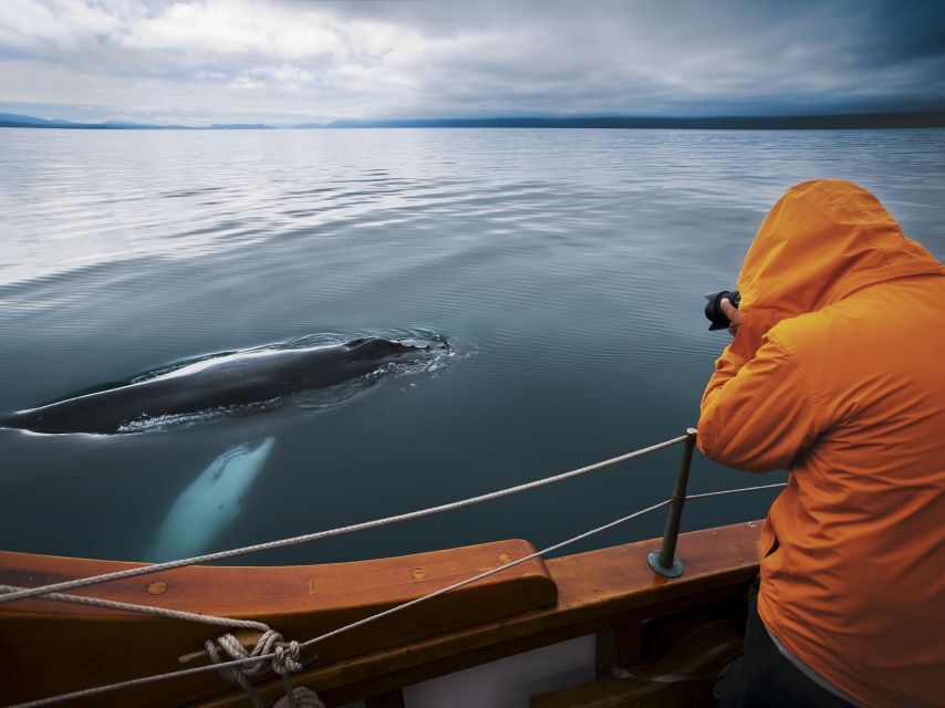 Husavik: Whale Watching on a Carbon Neutral Oak Boat - FAQ