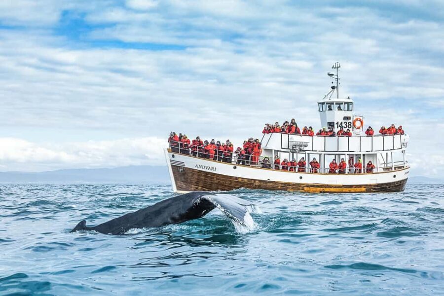 Husavik: Whale Watching on a Carbon Neutral Oak Boat - Why Húsavík is such a whale-watching magnet