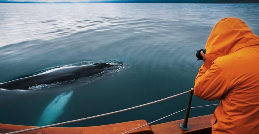 Husavik: Whale Watching on a Carbon Neutral Oak Boat - The 3-hour Skjálfandi Bay cruise: what actually happens out there