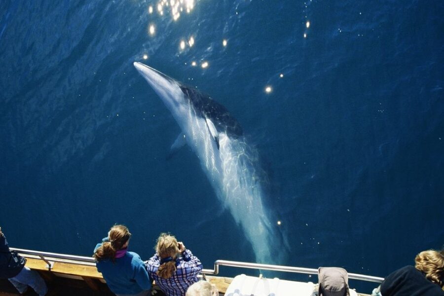 Husavik: Whale Watching on a Carbon Neutral Oak Boat - Warm overalls, hot chocolate, and what to bring