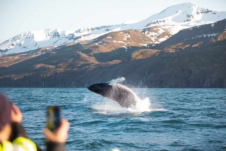 Husavik: Whale Watching on a Carbon Neutral Oak Boat - Price and value: is $132 fair for whale watching?