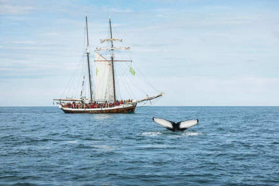 Husavik: Whale Watching on a Carbon Neutral Oak Boat - Weather reality: when the tour runs, and what happens if it doesn’t