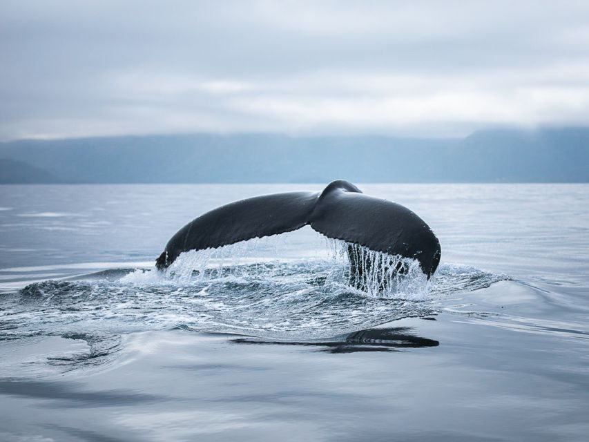 Husavik: Whale Watching on a Carbon Neutral Oak Boat - Who this tour suits best (and who should think twice)