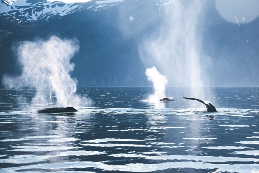 Husavik: Whale Watching on a Carbon Neutral Oak Boat - Should you book North Sailing’s carbon-neutral whale watch?