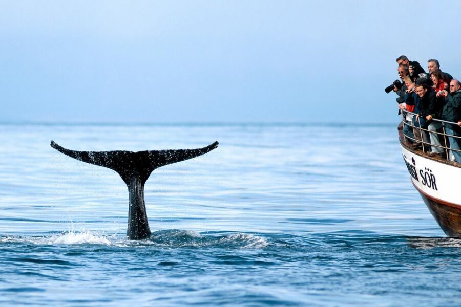 Husavik: Whale Watching on a Carbon Neutral Oak Boat - Carbon-neutral sailing on a traditional oak boat