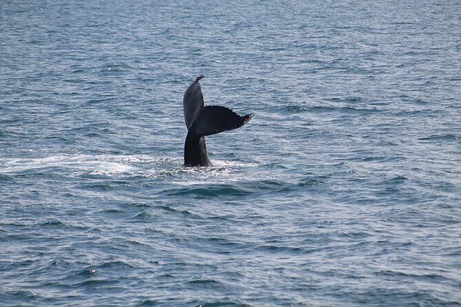 Húsavík Whale Watching Tour, family owned and operated - The Animals You Can Look For (and the Seasonality Reality)