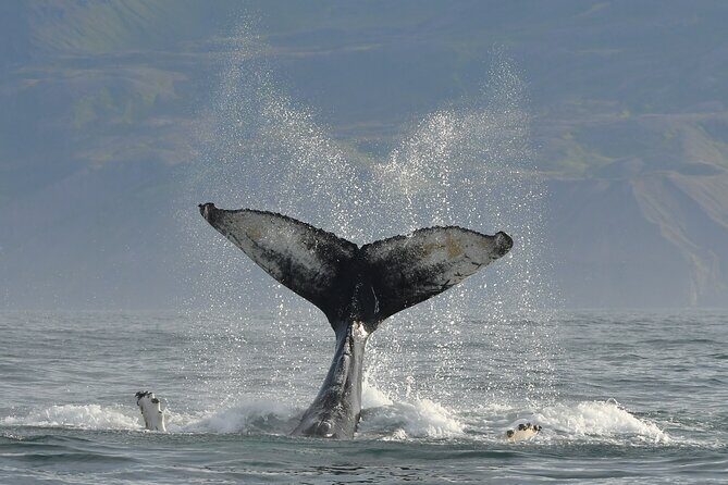 Húsavík Whale Watching Tour, family owned and operated - How Respectful Watching Works on the Water