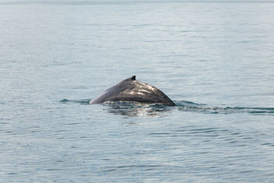 Húsavík: Whale Watching Tour with Guide - My practical tips to make your whale watching day better