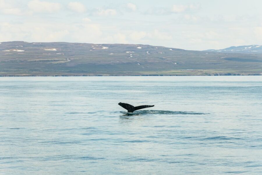 Húsavík: Whale Watching Tour with Guide - The 3-hour cruise plan: what you’re doing out on the water