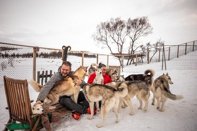 Husky Petting in Akureyri (private) - Key highlights worth planning for