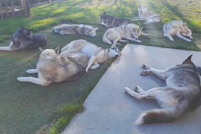Husky Petting in Akureyri (private) - Meet the Owners and the Pack Life Behind the Cuddles