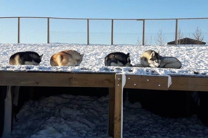 Husky Petting in Akureyri (private) - Who This Is For (and Who Might Rethink It)